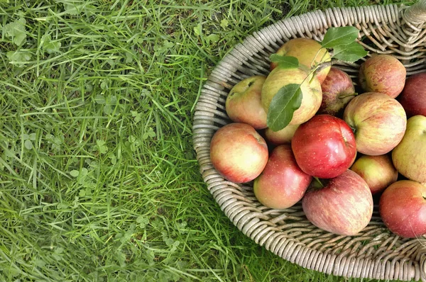 Frische Äpfel Einem Korb Auf Dem Gras — Stockfoto