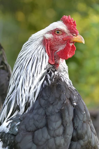 Retrato Gallo Blanco Negro Sobre Fondo Verde —  Fotos de Stock