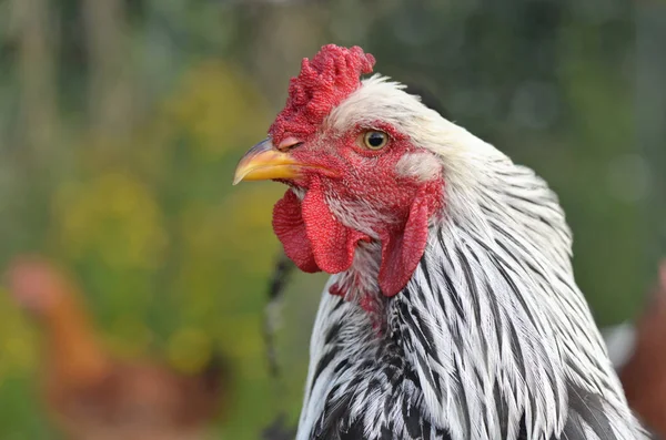 Retrato Gallo Blanco Negro Sobre Fondo Verde —  Fotos de Stock