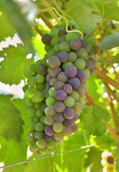 Close Grapes Growing Bunch Vineyard — Stock Photo, Image