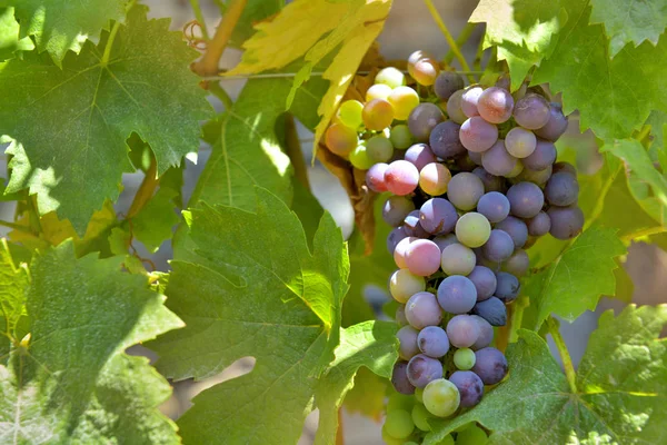 Perto Uvas Vermelhas Que Crescem Cacho Uma Vinha — Fotografia de Stock