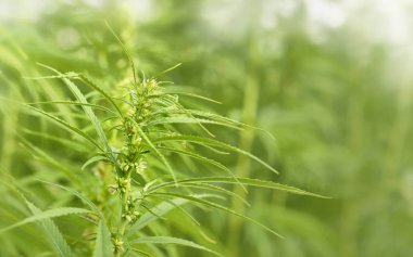 kenevir büyüyen bir alan üzerinde kapatın