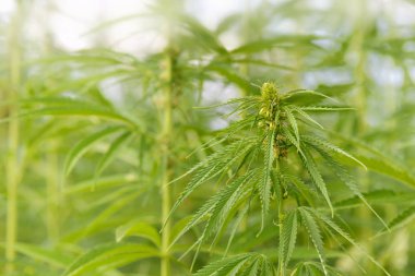 kenevir büyüyen bir alan üzerinde kapatın