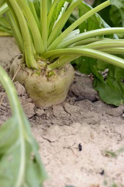 portre üzerinde bir alanda büyüyen bir şeker pancarı