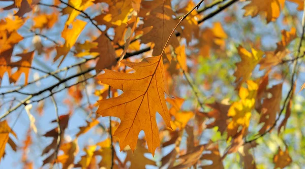 Fermer Sur Feuille Chêne Doré Dans Arbre Automne — Photo