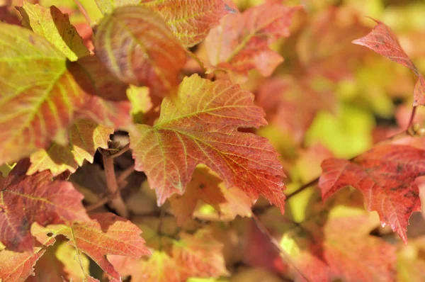 Close Red Foliage Bush Autumn — Stock Photo, Image