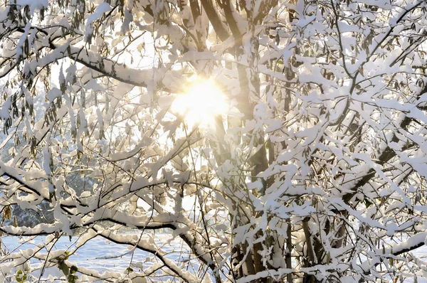 Zon Door Bomen Bedekt Met Sneeuw — Stockfoto