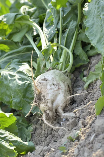 Sugar Beet Soil Field — Stock Photo, Image