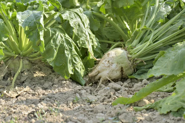 Barbabietola Zucchero Sul Terreno Campo — Foto Stock