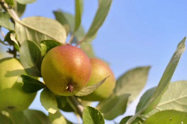 Close Fresh Apples Growing Tree Blue Sky — Stock Photo, Image