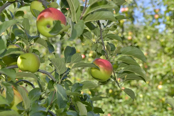 Red Apples Growing Apple Tree Foliage — Stock Photo, Image