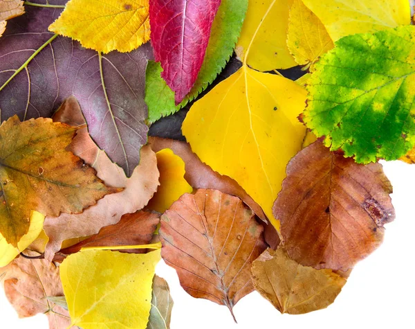 Разноцветные Листья Различных Деревьев Белом Фоне — стоковое фото