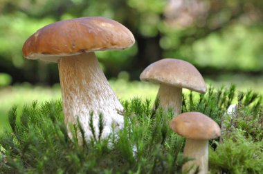 moss ile diğer daha küçük üzerinde büyük cep