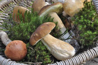 bir sepet koyun ve hasat büyük cep