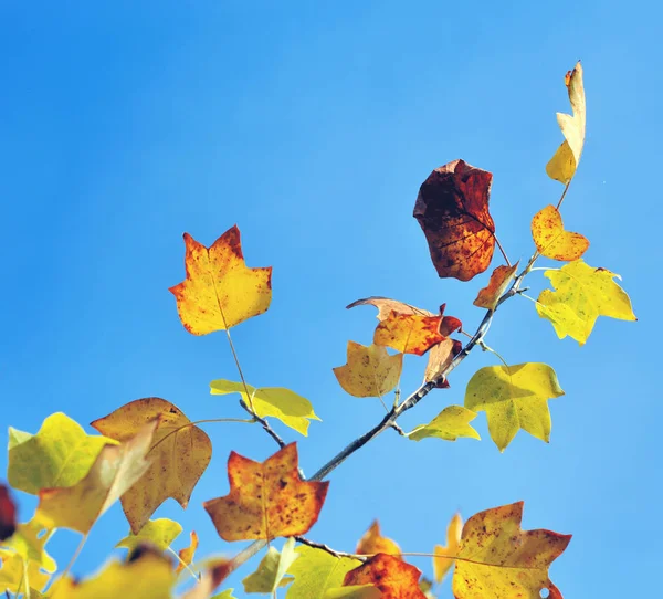 Tak Van Esdoorn Met Herfst Kleuren Aan Blauwe Hemel — Stockfoto