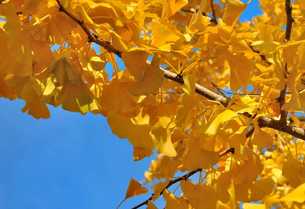 Close Yellow Foliage Gingko Tree Autumn — Stock Photo, Image