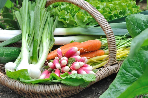 Świeże Warzywa Zebranych Ogrodzie Umieścić Koszyku — Zdjęcie stockowe