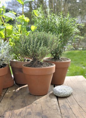 Bahçe bir tablo koymak potted aromatik bitki