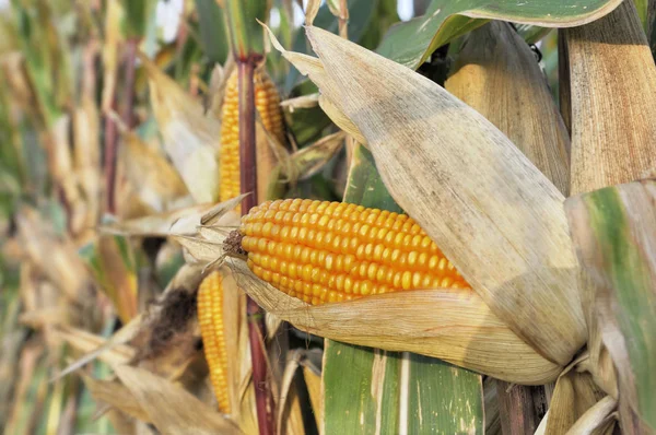 Close Ripe Ear Maize Field — Stock Photo, Image