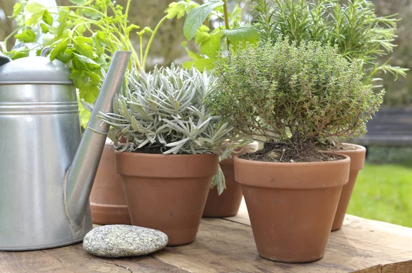 Aromatische Topfpflanze Und Gießkanne Aus Metall Auf Einem Tisch Garten — Stockfoto