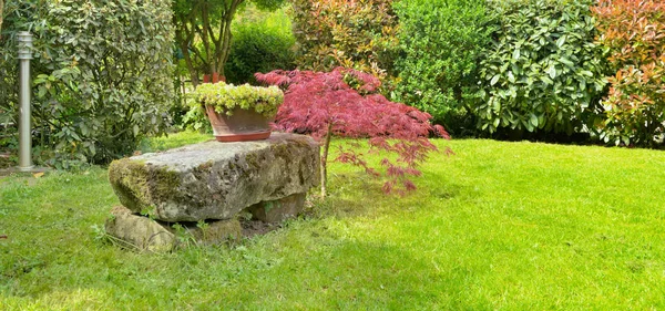 装飾用庭で日本かえでの横にある石のベンチ — ストック写真