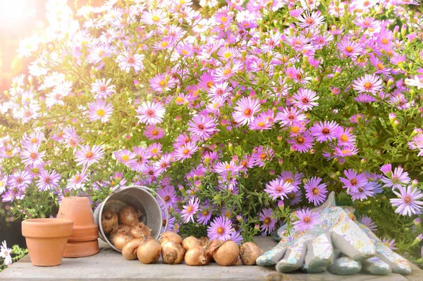 Luz Del Sol Arbusto Flores Rosadas Por Encima Los Bulbos — Foto de Stock