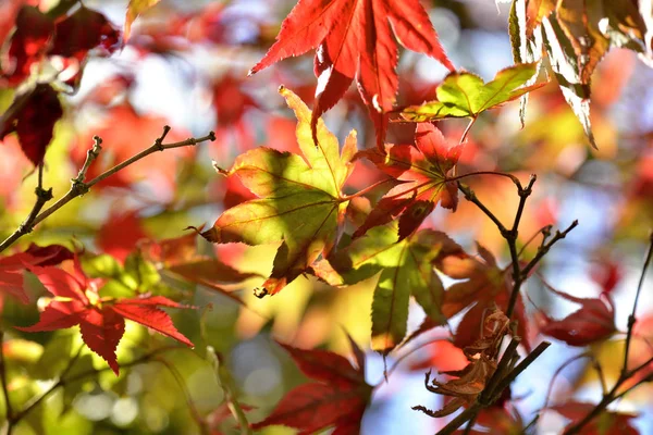 Красивая Красная Листва Клена Осенью — стоковое фото