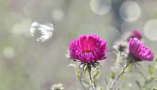 Pink Flower Abstract Blur Lights Background — Stock Photo, Image