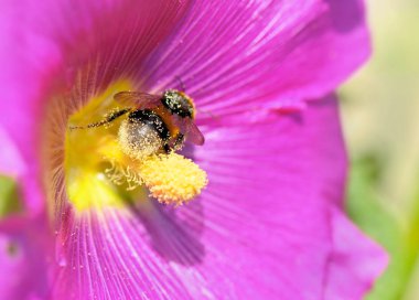 arı polen sarı pistil bir pembe çiçek toplama