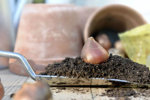 Selective Focus Tulip Bulb Put Trowel Full Soil — Stock Photo, Image