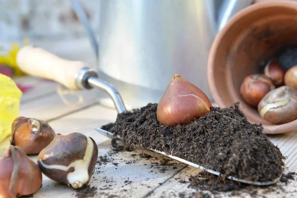 Bulbo Tulipán Poner Una Llana Llena Tierra Una Mesa Jardín —  Fotos de Stock