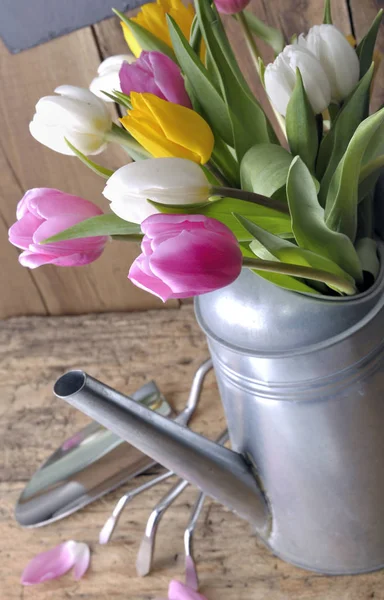 在一个园艺桌上的金属浇水罐上的郁金香花束关闭 — 图库照片