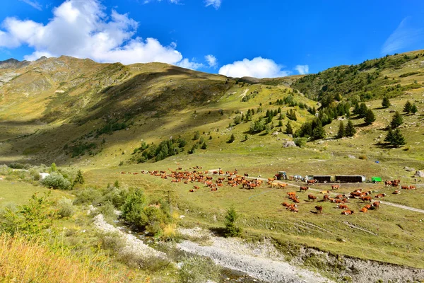 Visa Nötkreatur Bruna Kor Stora Alpina Dal — Stockfoto