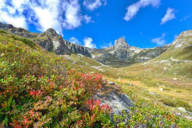 çalılar önünde kırmızı yeşillik od kayalık dağ dağ