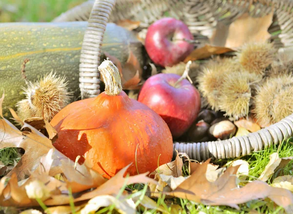 苹果和栗子在篮子放在花园里的落叶 — 图库照片