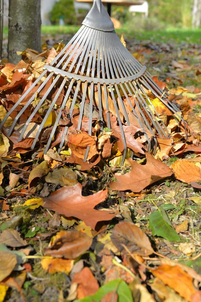 Close Rake Leaves Garden — Stock Photo, Image
