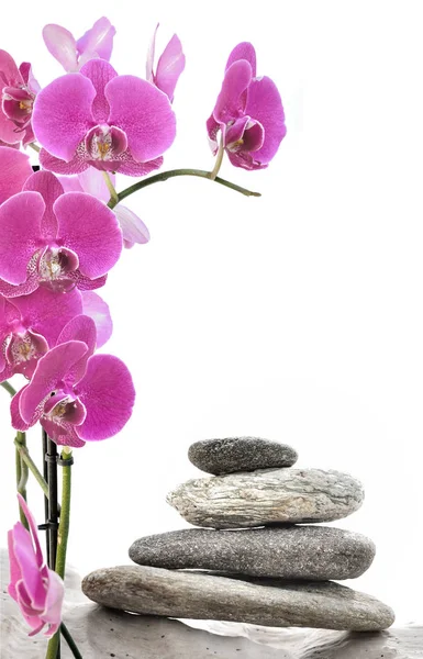 Rózsaszín Orchidea Kavics Halmozott Elszigetelt Fehér Háttér — Stock Fotó