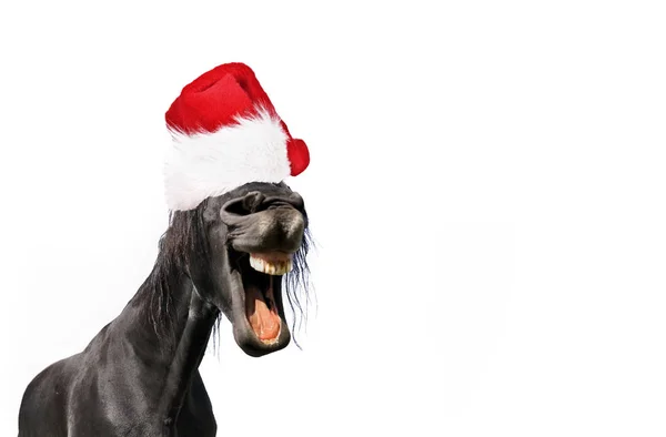 Portrait Drôle Cheval Portant Chapeau Santa Claus Isolé Sur Fond — Photo