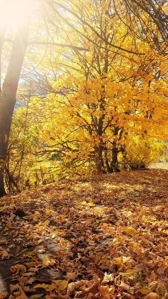 Ścieżka Lesie Objętych Drzewa Żółtym Listowiem Suchych Liści Żywopłot — Zdjęcie stockowe