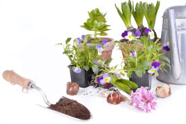 sümbül ve çiçek soğanı ve kürek toprak beyaz arka plan üzerinde tam ile Viyola