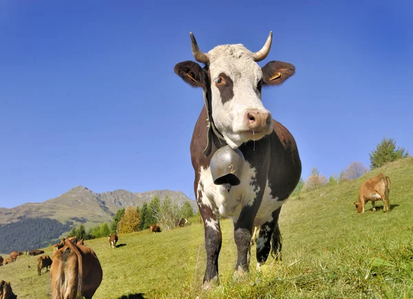 Молочное Изобилие Белых Коричневых Коров Колокольчиком Альпийских Пастбищах — стоковое фото