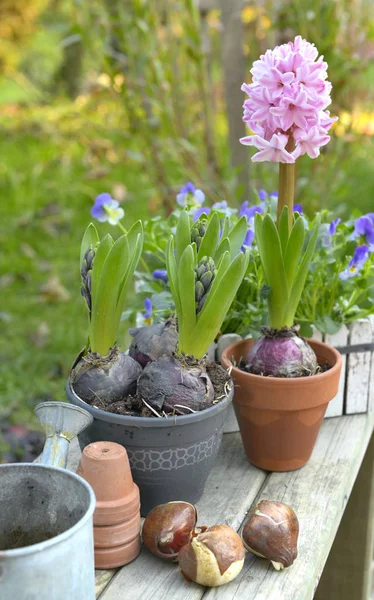 Jacinthe Poussant Pot Fleurs Mis Sur Une Table Dans Jardin — Photo