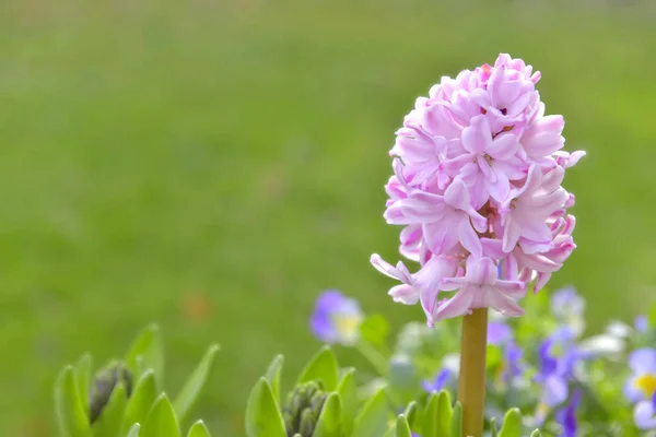 Sluit Mooie Roze Hyacinth Groeien Groene Achtergrond — Stockfoto