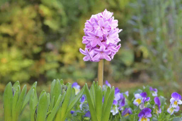 Close Pink Hyacinth Growing Garden — Stock Photo, Image