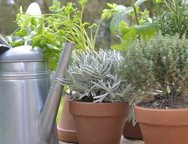 盆栽草本植物和金属浇水罐在花园里 — 图库照片
