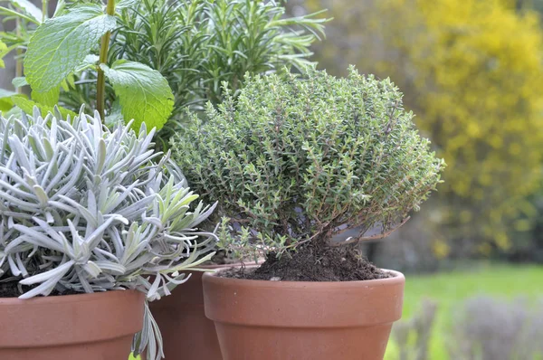 Chiudere Timo Vaso Con Salvia Rosmarino Giardino — Foto Stock