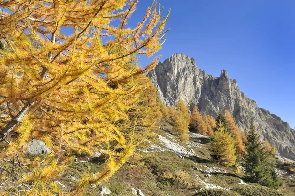 Larches Amarelos Outono Frente Montanha Pico Alpes Europeus — Fotografia de Stock