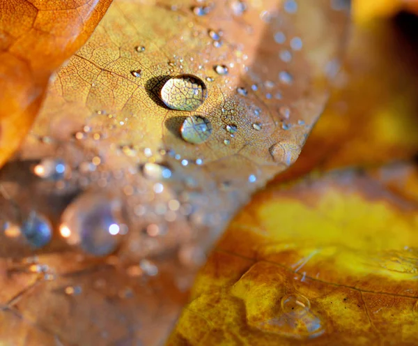 Nahaufnahme Auf Tropfen Auf Gelbem Blatt Herbst — Stockfoto