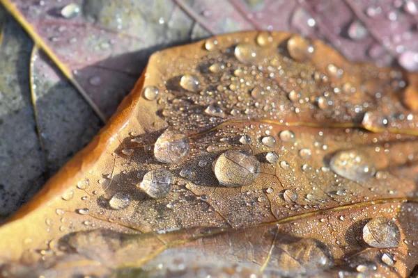 Nahaufnahme Auf Tropfen Auf Blatt Mit Herbstlicher Farbe — Stockfoto