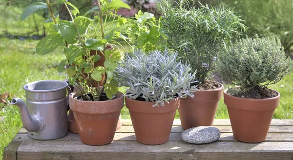 Aromatische Kruiden Ingegoten Een Houten Tafel Een Tuin — Stockfoto